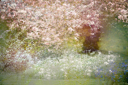 MMX Gallery Blossom Blizzard: Confetti II Photograph