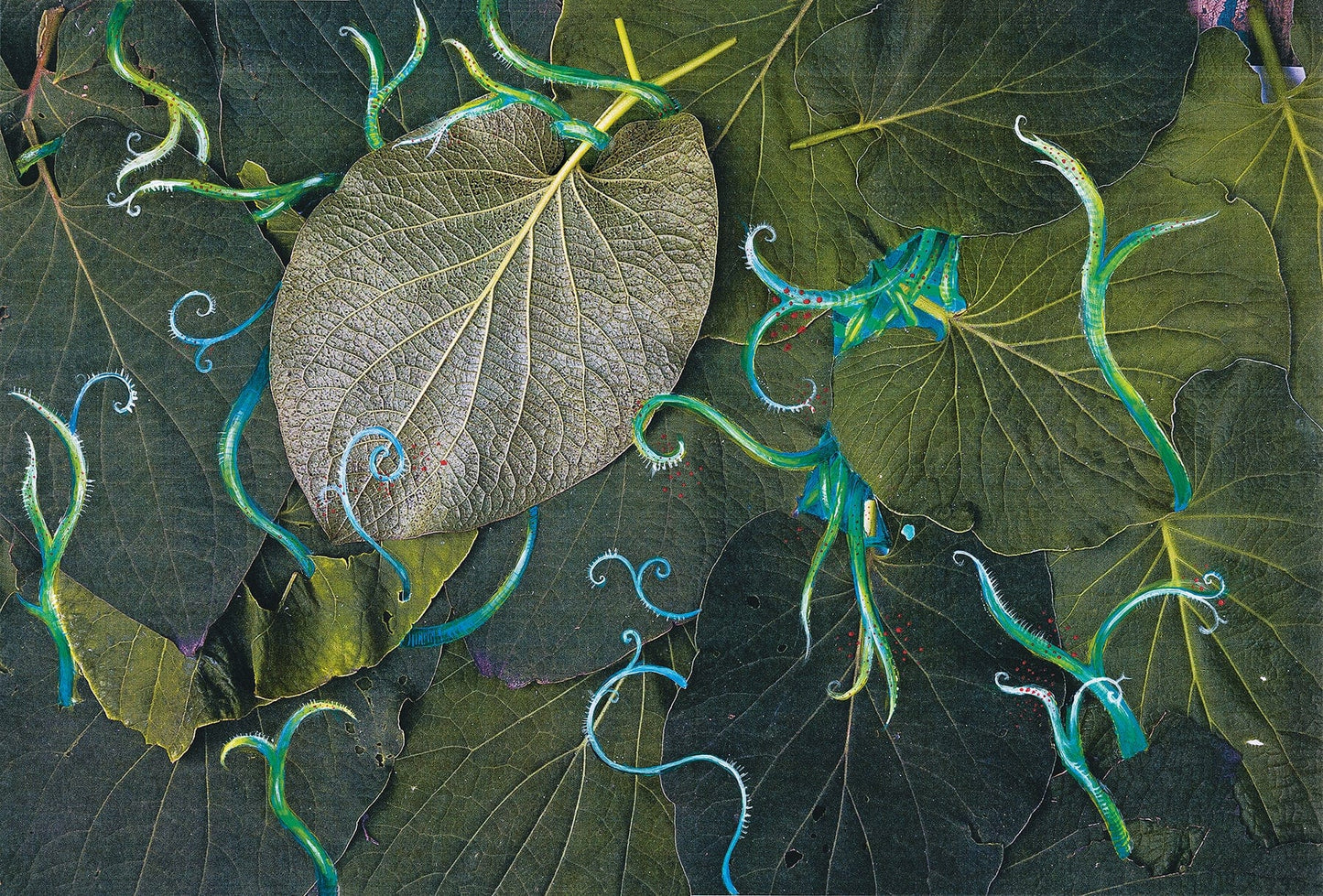 Dewi Lewis Kiadó Hoja Santa Photobooks