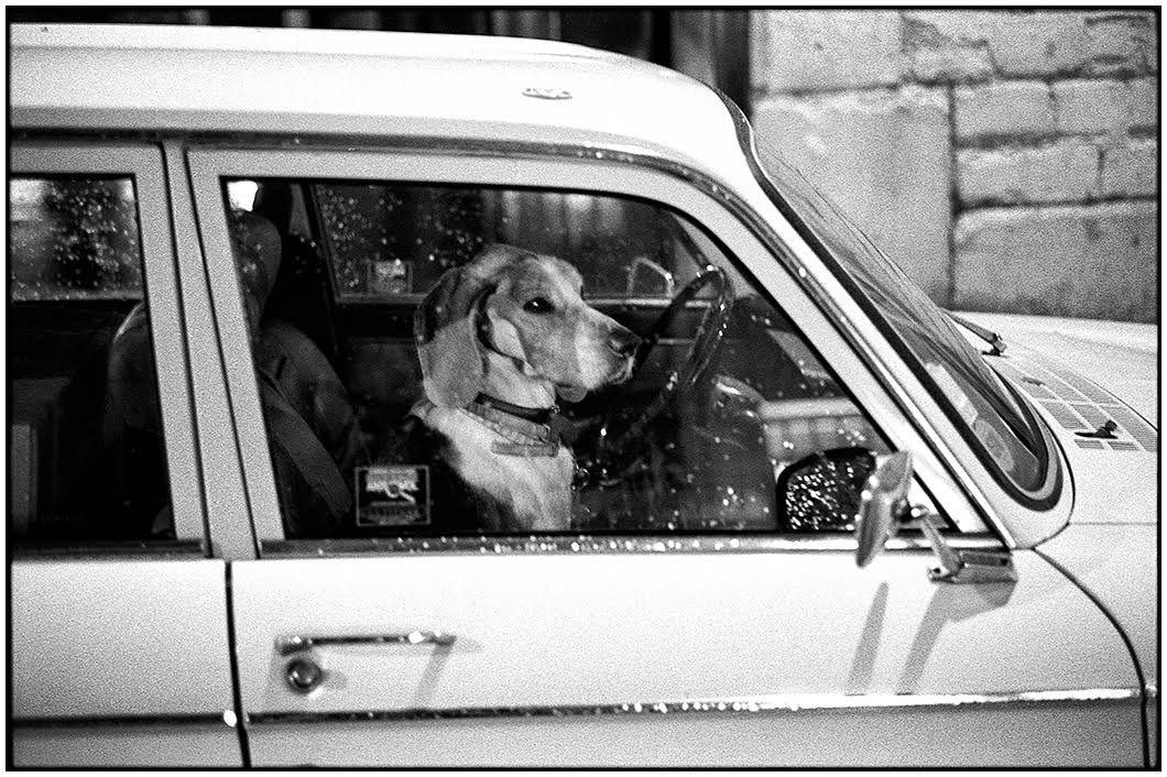 The MF Gallery A dog sits in a car on a rainy night in Paris, 1991 Photograph