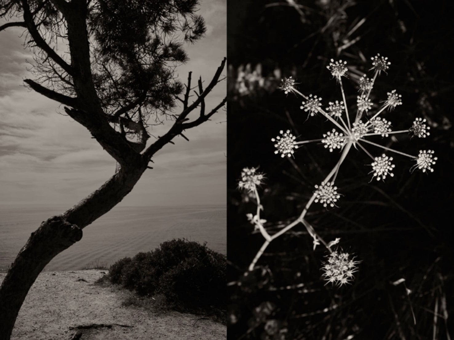 Crane Kalman Brighton Gaia 53 Photograph