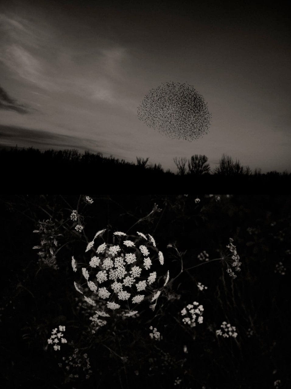 Crane Kalman Brighton Gaia 68a Photograph