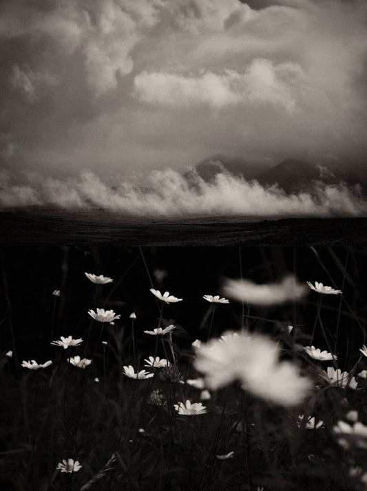 Crane Kalman Brighton Gaia 81 Photograph