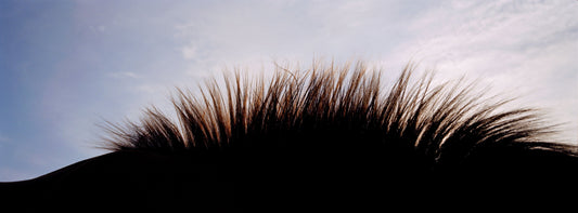 MMX Gallery Horse Landscape I, Noverre, Australia Photograph