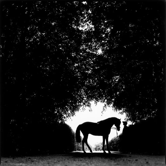 MMX Gallery Mark of Esteem, ‘Silhouette’ Photograph