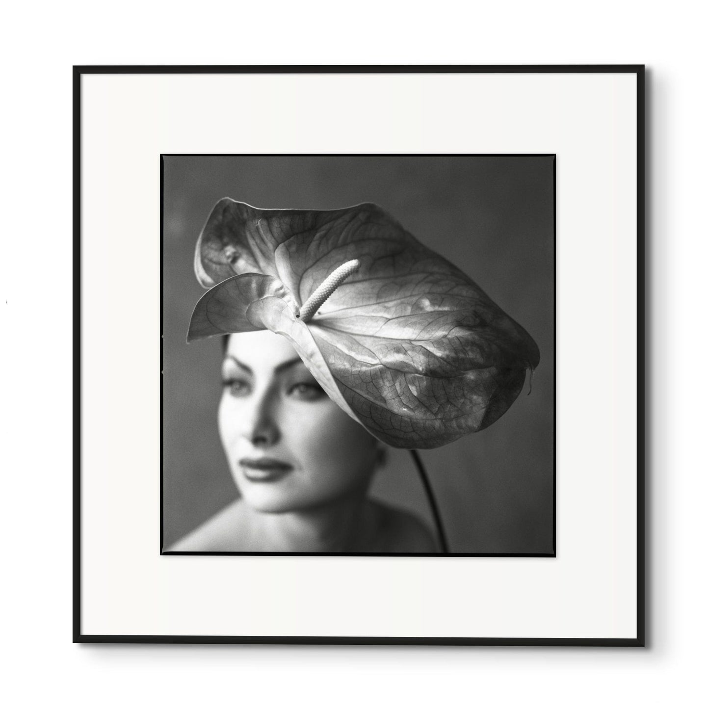 Lightworks Anthurium Beauty Photograph