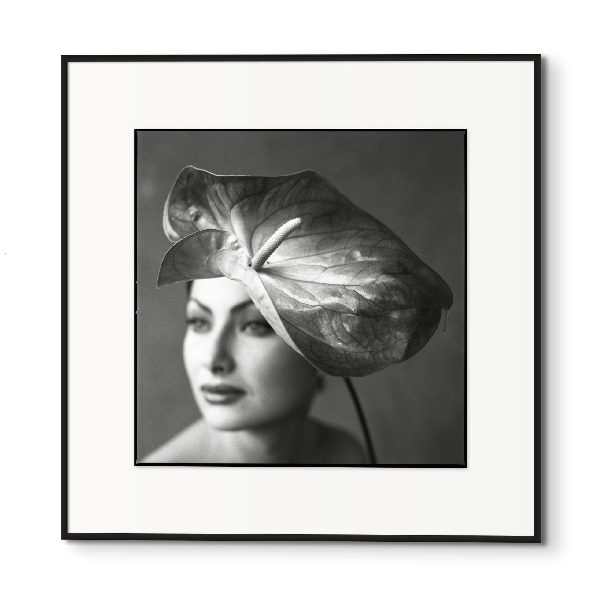 Lightworks Anthurium Beauty Photograph