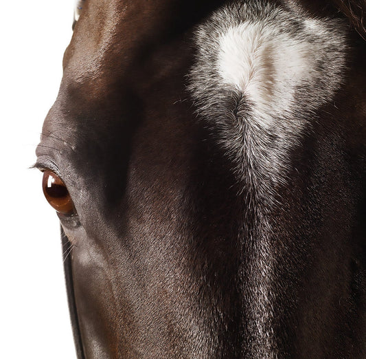 MMX Gallery Medaglia D' Oro - Studio Portrait Photograph
