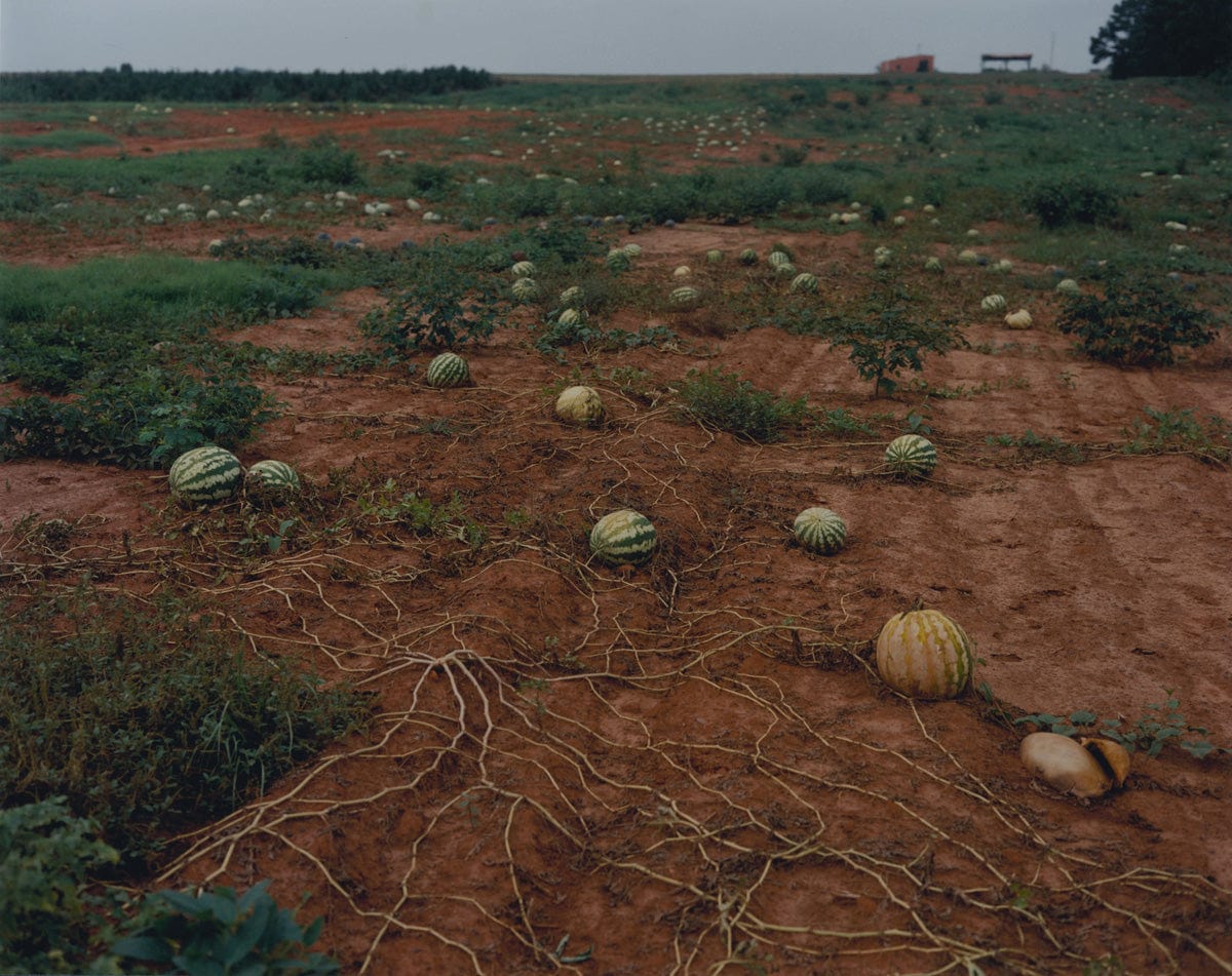 Crane Kalman Brighton Pumpkin Fields Photograph