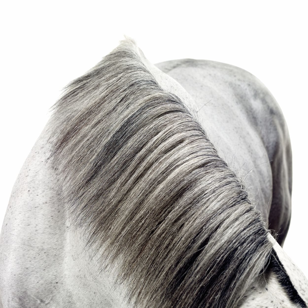 MMX Gallery Slickly, 'Mane' Photograph