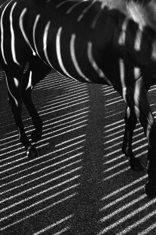 MMX Gallery Dubawi, 'Stripped Horse' Photograph