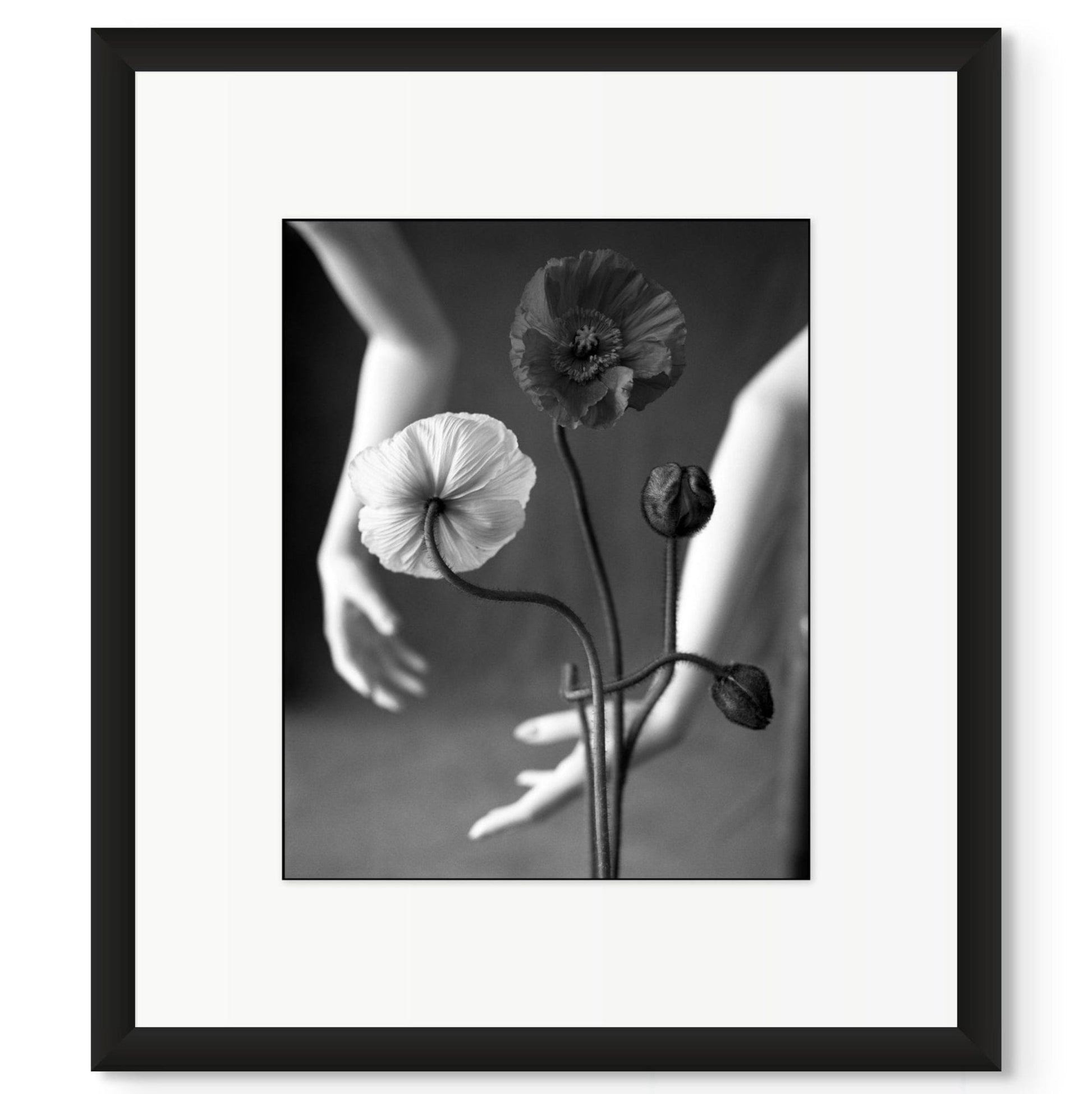 Lightworks Iceland Poppy Photograph