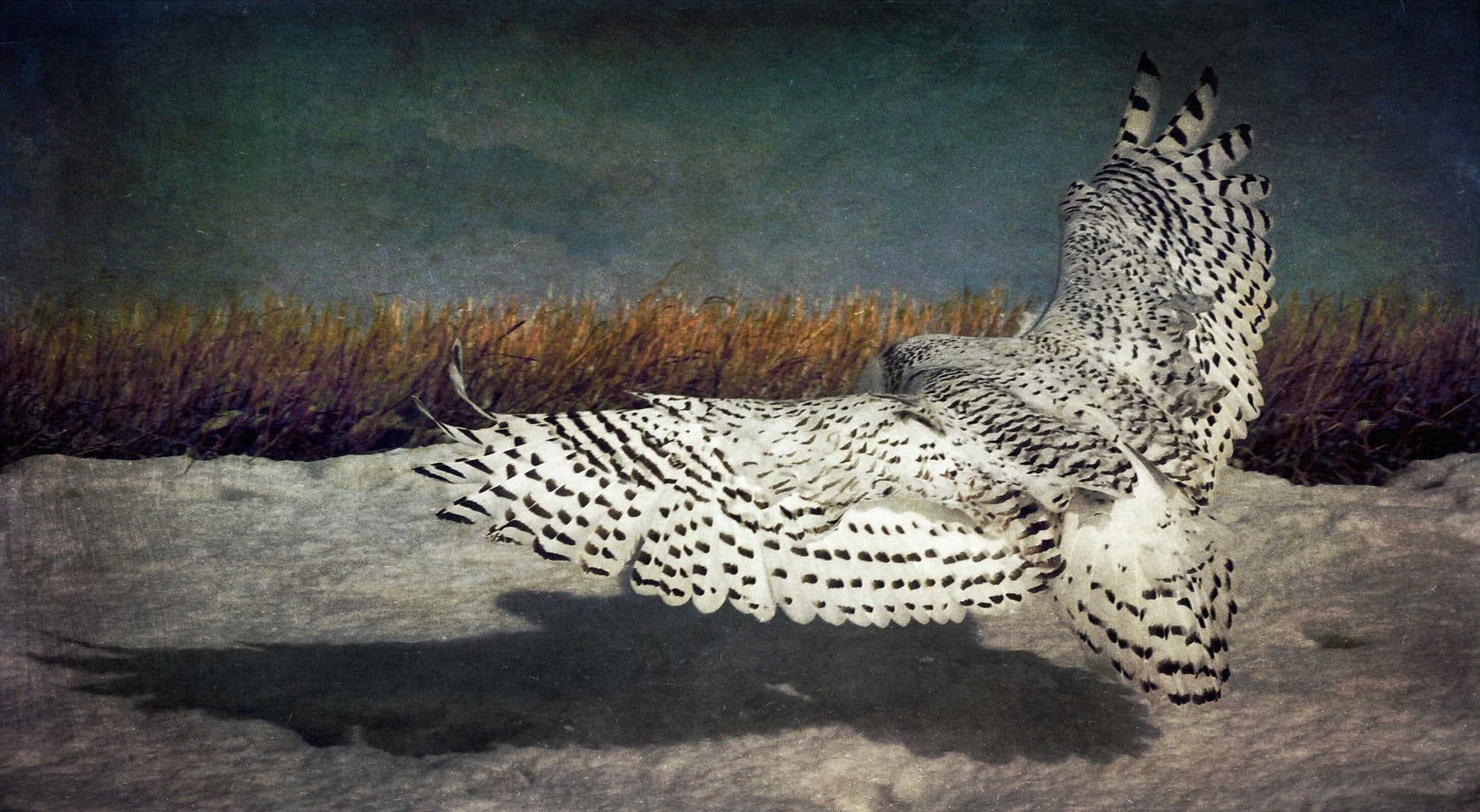 Vision Neil Folberg Gallery Shadows & Spots Photograph