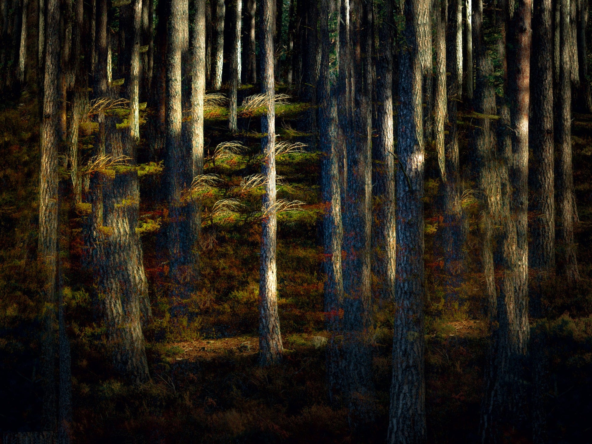 MMX Gallery Into the Light Photograph