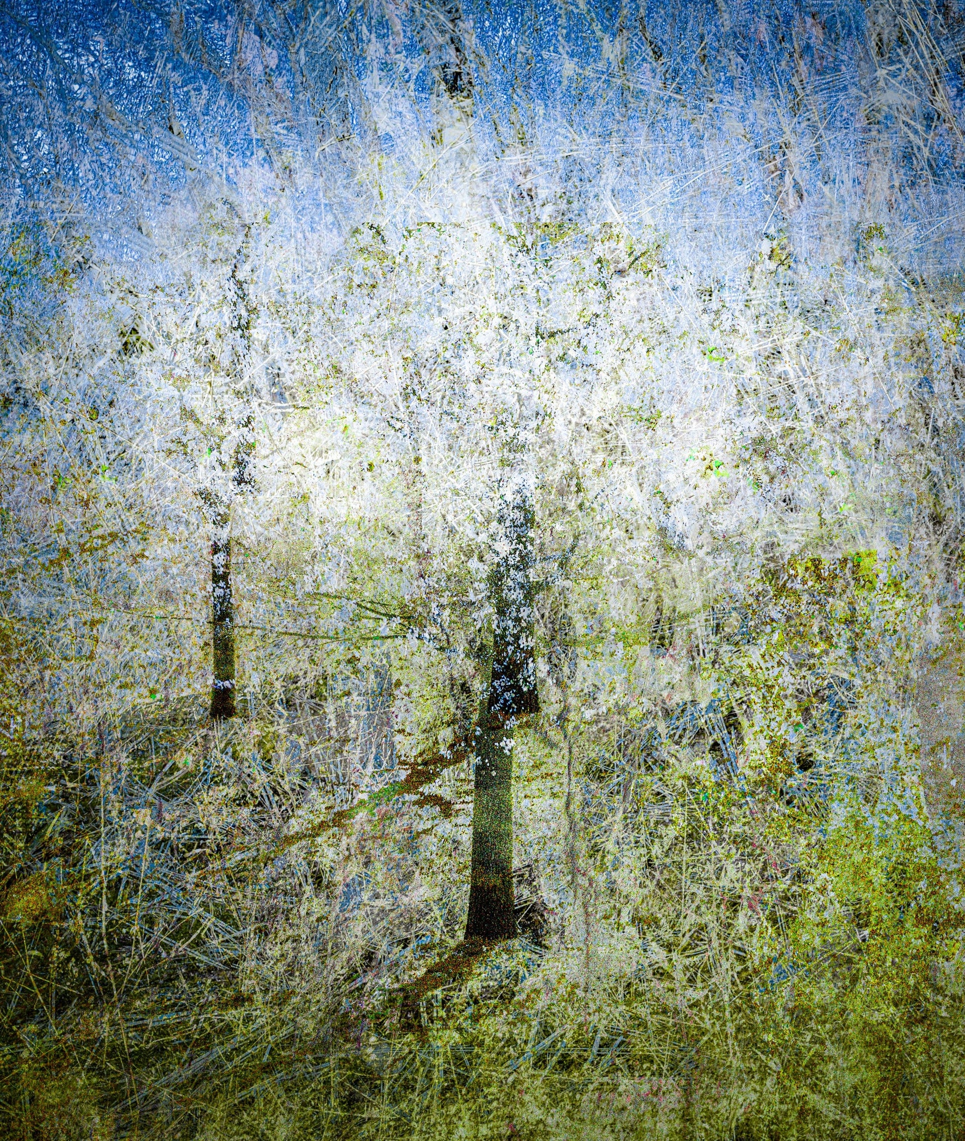 MMX Gallery Blossom Blizzard III Photograph