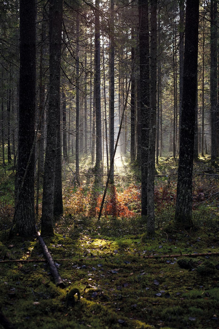 Dewi Lewis Publishing Years Like Water Photobooks