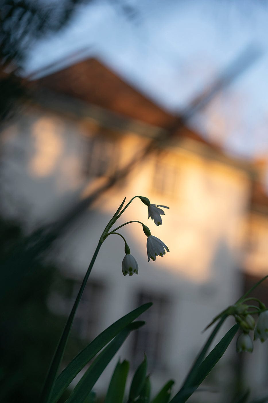 Dewi Lewis Publishing Pictures From The Garden Photobooks