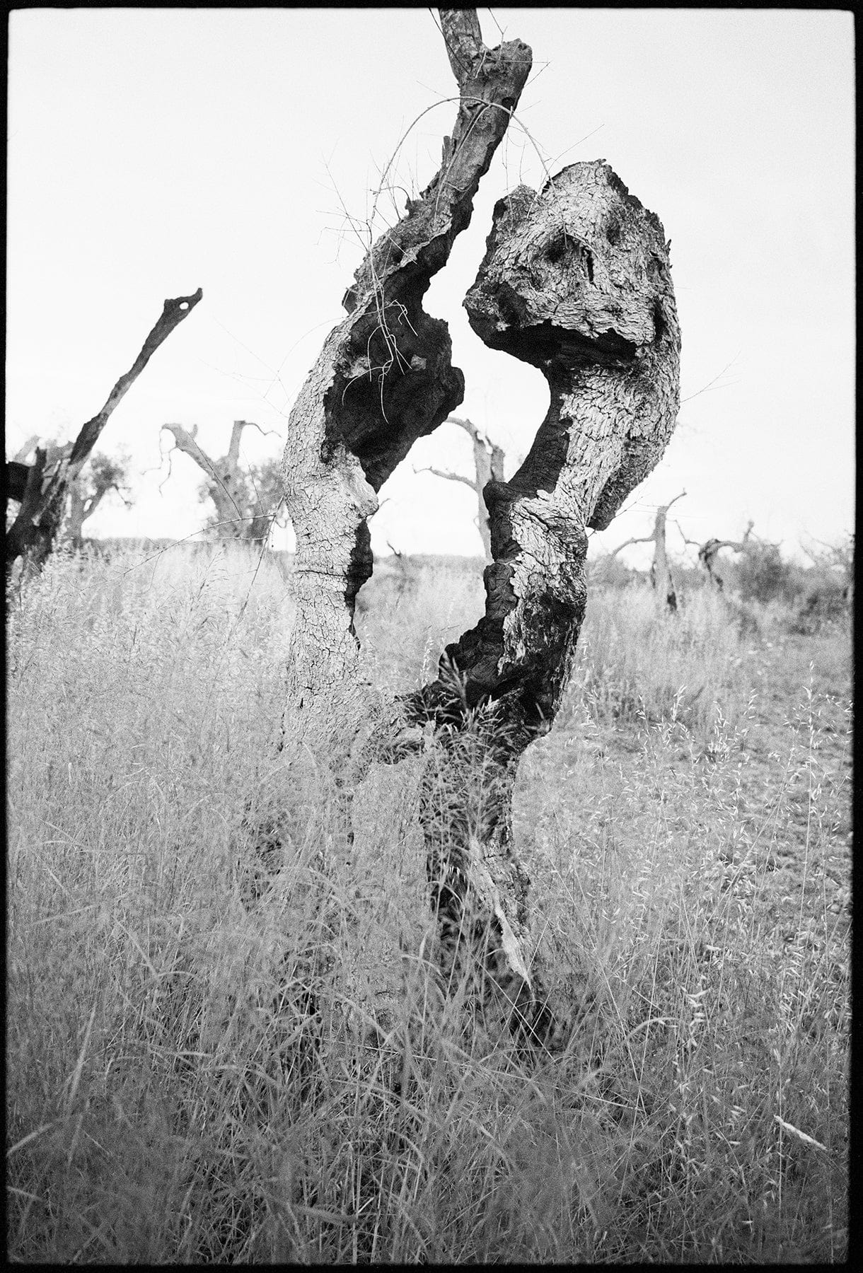 Dewi Lewis Publishing Traces Photobooks