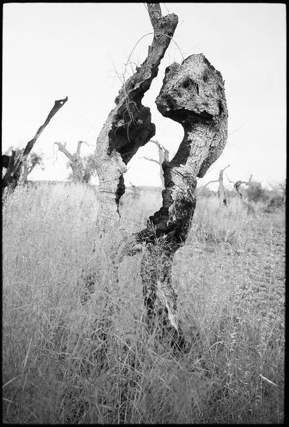 Dewi Lewis Publishing Traces Photobooks