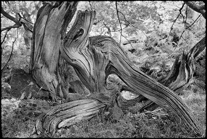 Dewi Lewis Publishing Traces Photobooks