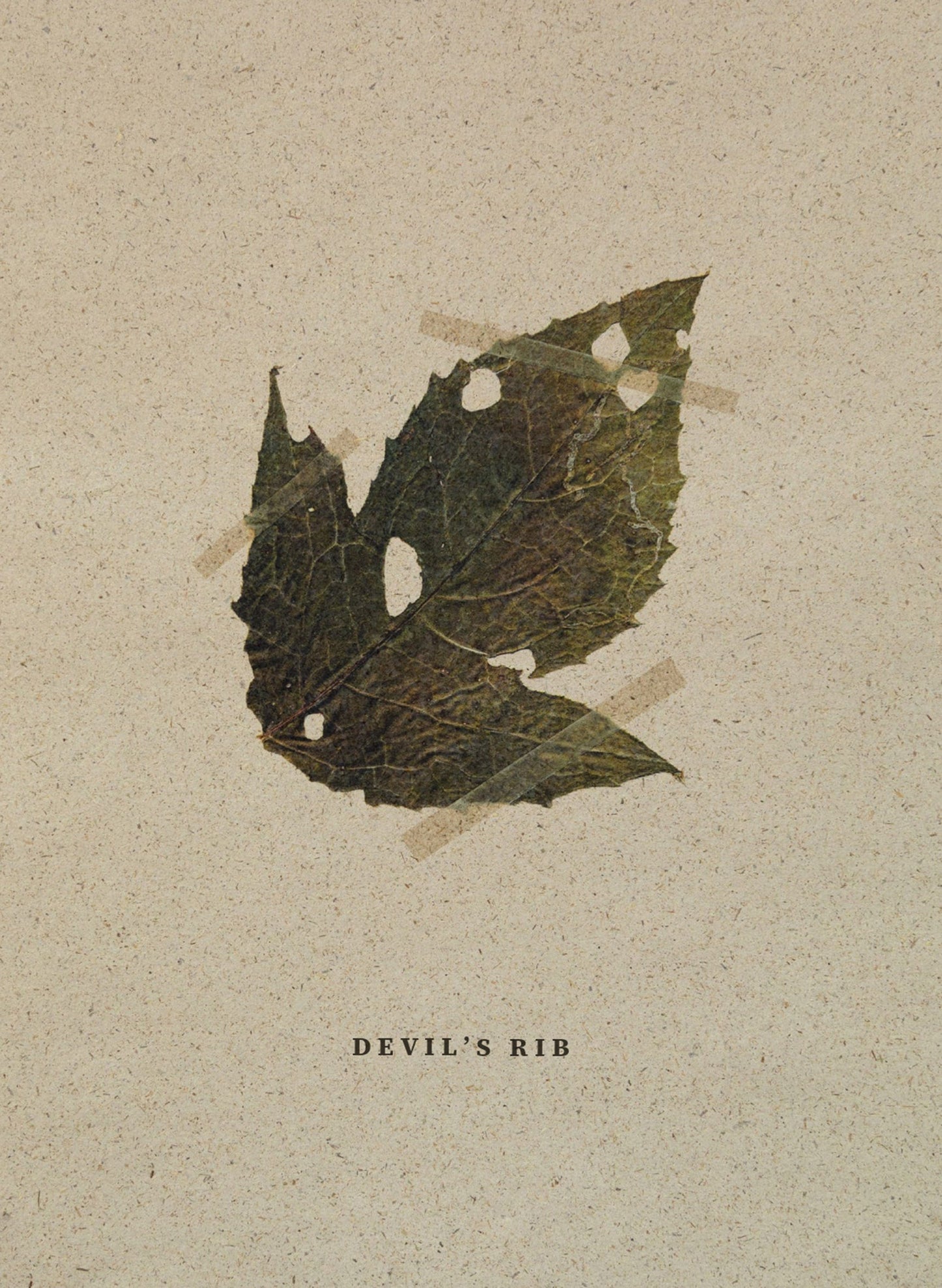 Editorial RM Devil's Rib Photobook