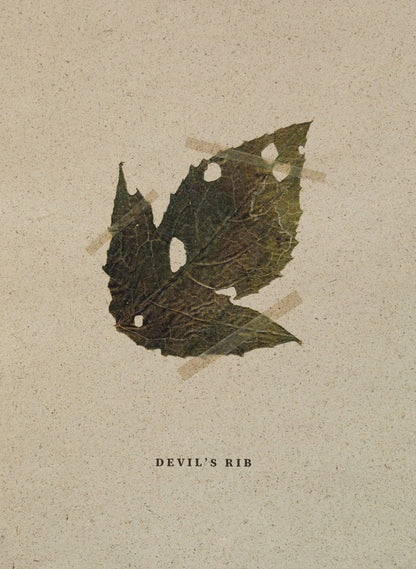 Editorial RM Devil's Rib Photobook
