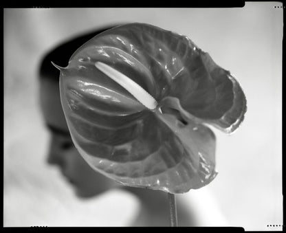 Lightworks Anthurium Hat Photograph