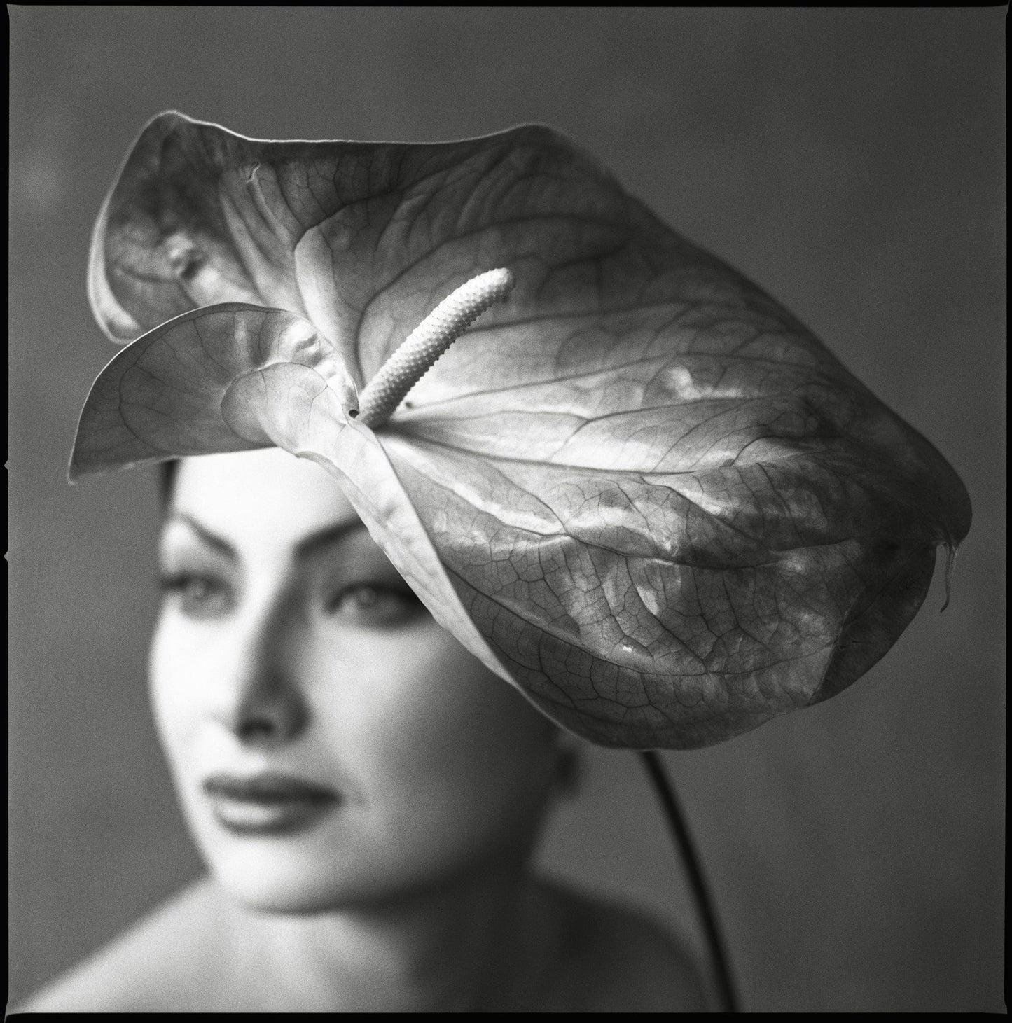 Lightworks Anthurium Beauty Photograph