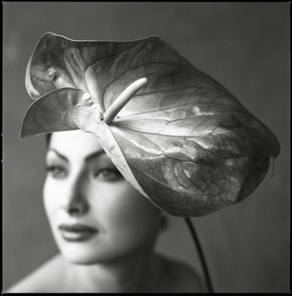 Lightworks Anthurium Beauty Photograph