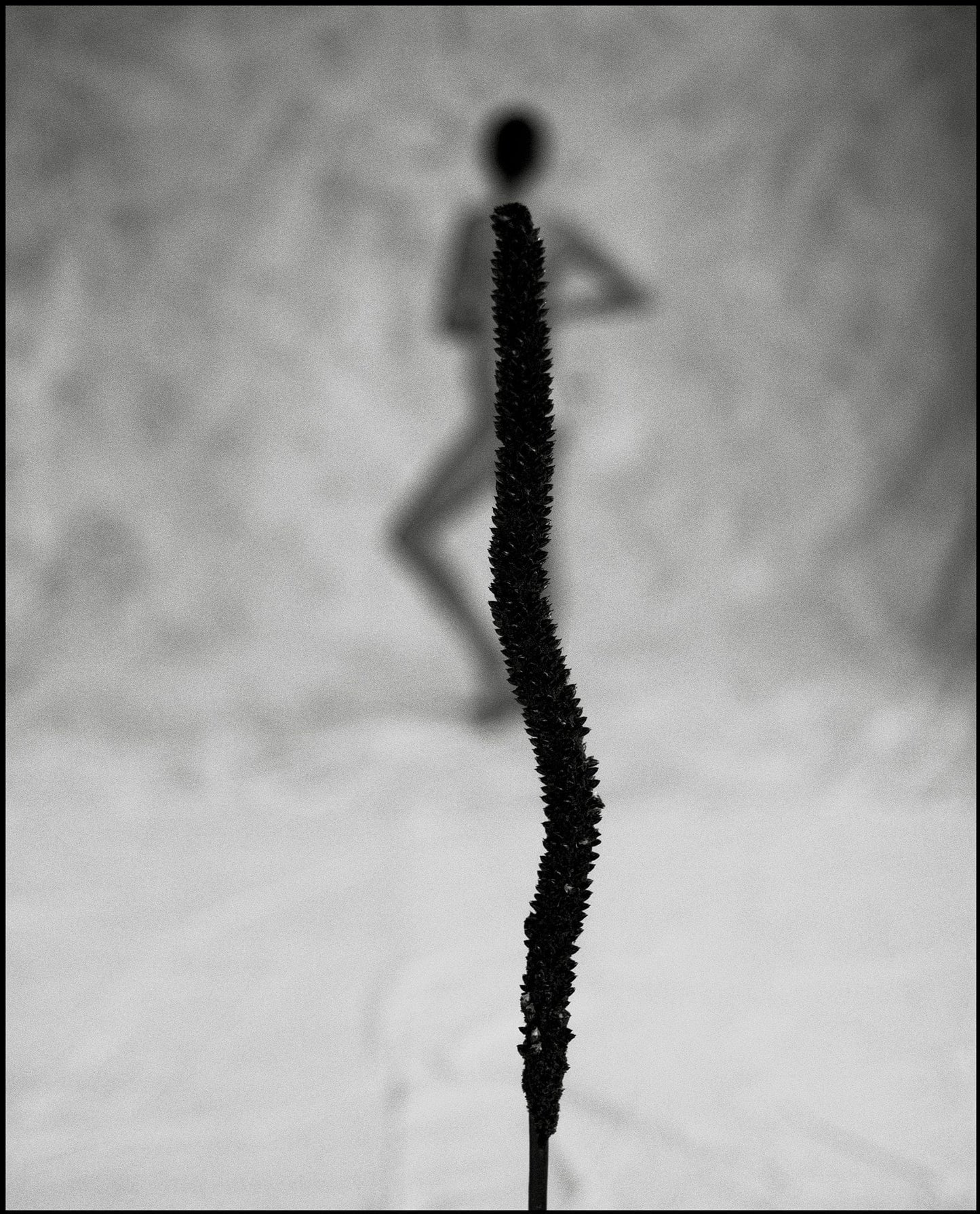 Lightworks Australian Wildflower Photograph