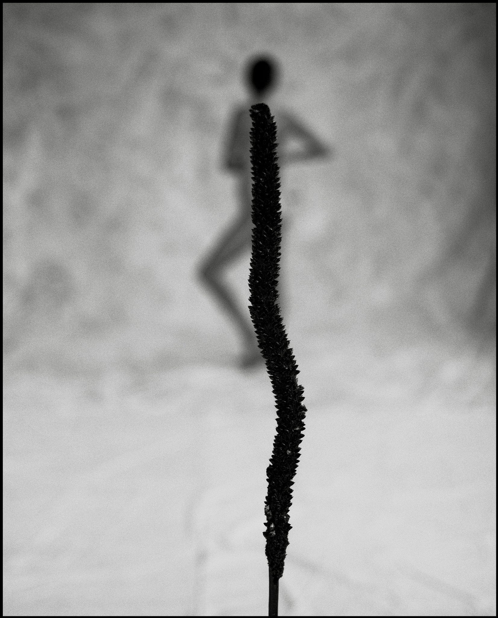 Lightworks Australian Wildflower Photograph