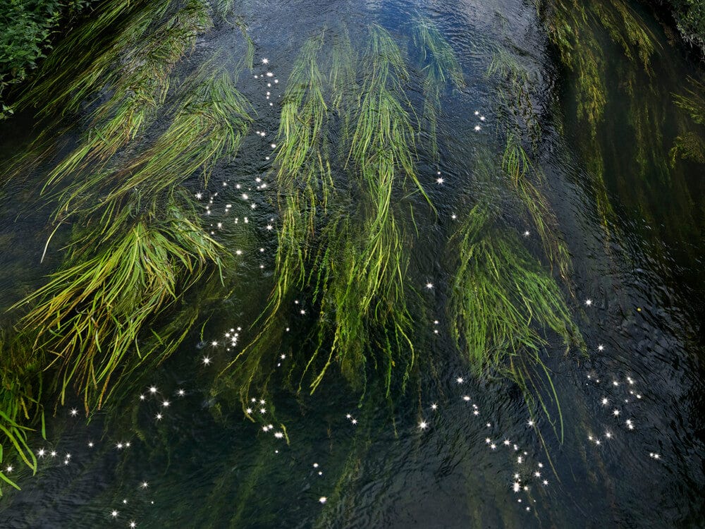 Crane Kalman Brighton Chalk Streams 11 Photograph