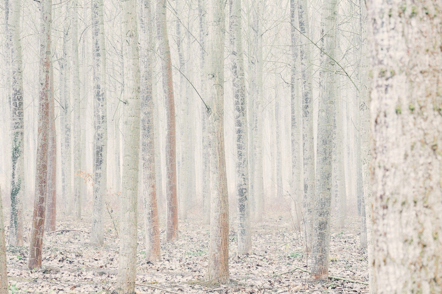 Crane Kalman Brighton Deep Inside III #9 Photograph