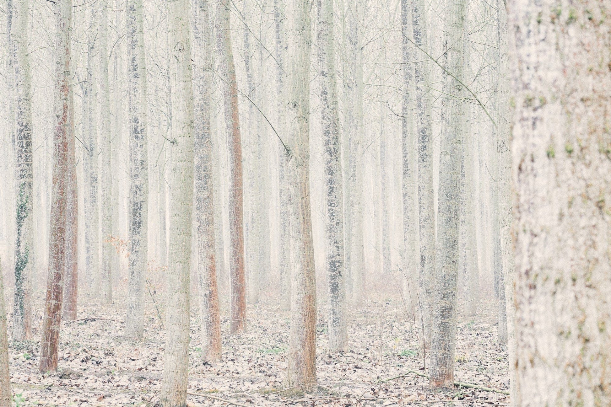 Crane Kalman Brighton Deep Inside III #9 Photograph