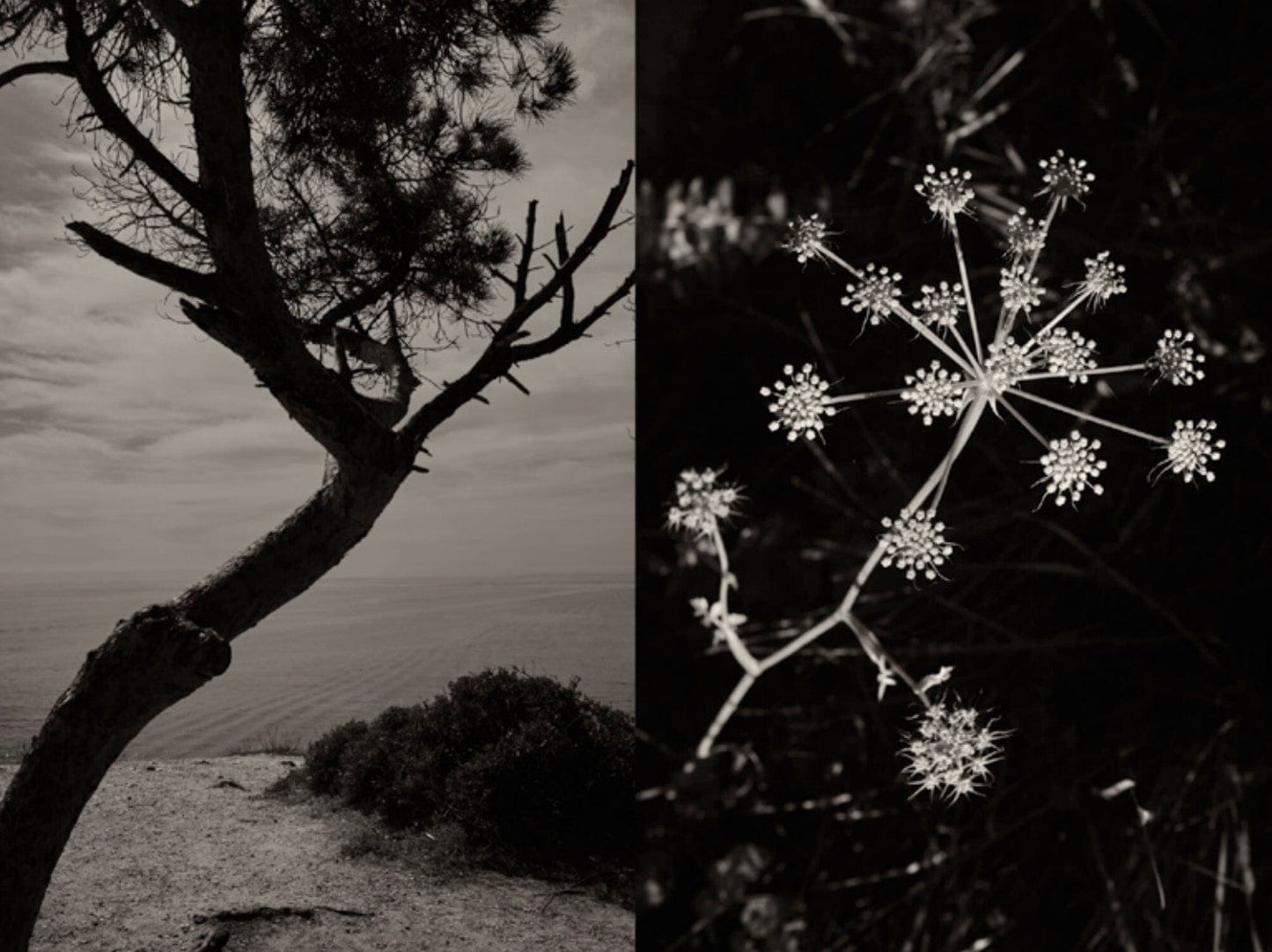 Crane Kalman Brighton Gaia 53 Photograph