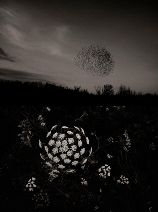 Crane Kalman Brighton Gaia 68a Photograph