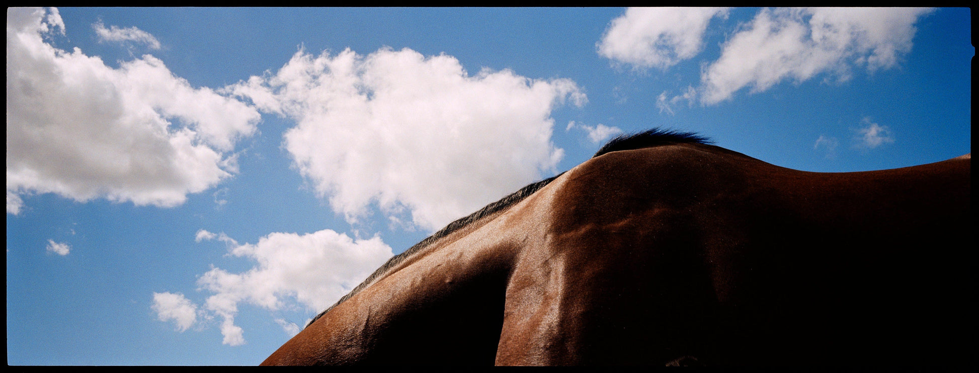 MMX Gallery Horse Landscape II, Mane, Australia Photograph