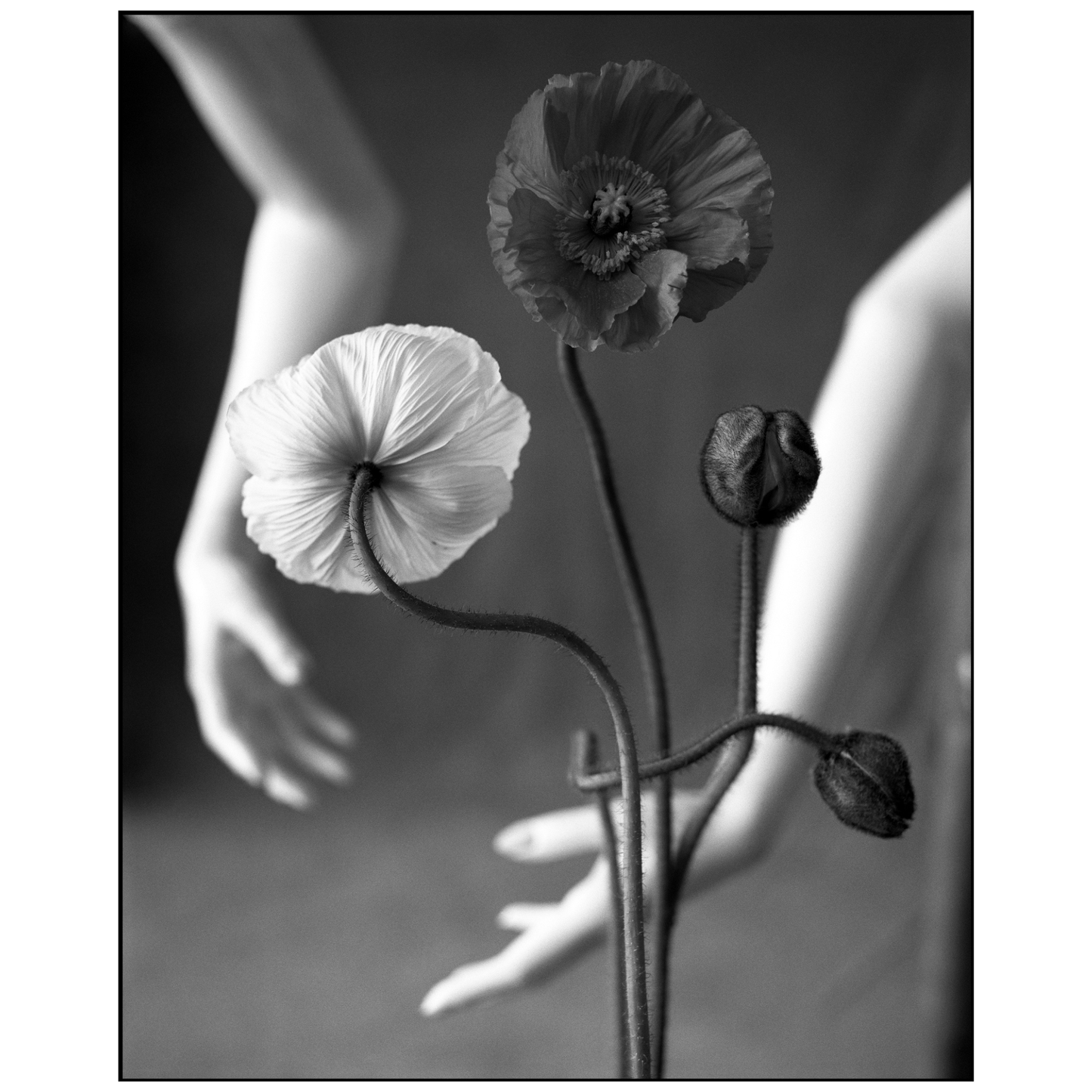 Lightworks Iceland Poppy Photograph