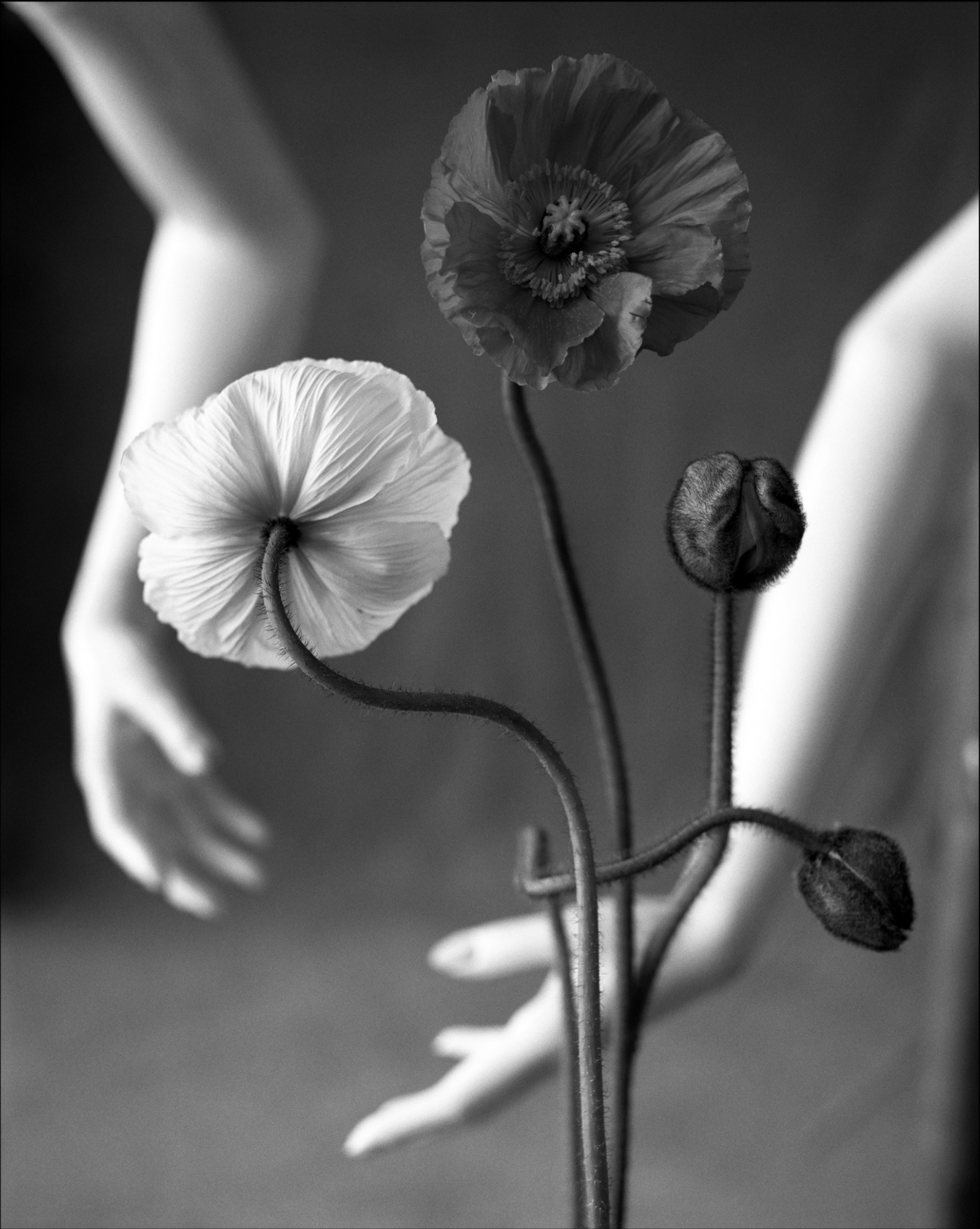 Lightworks Iceland Poppy Photograph