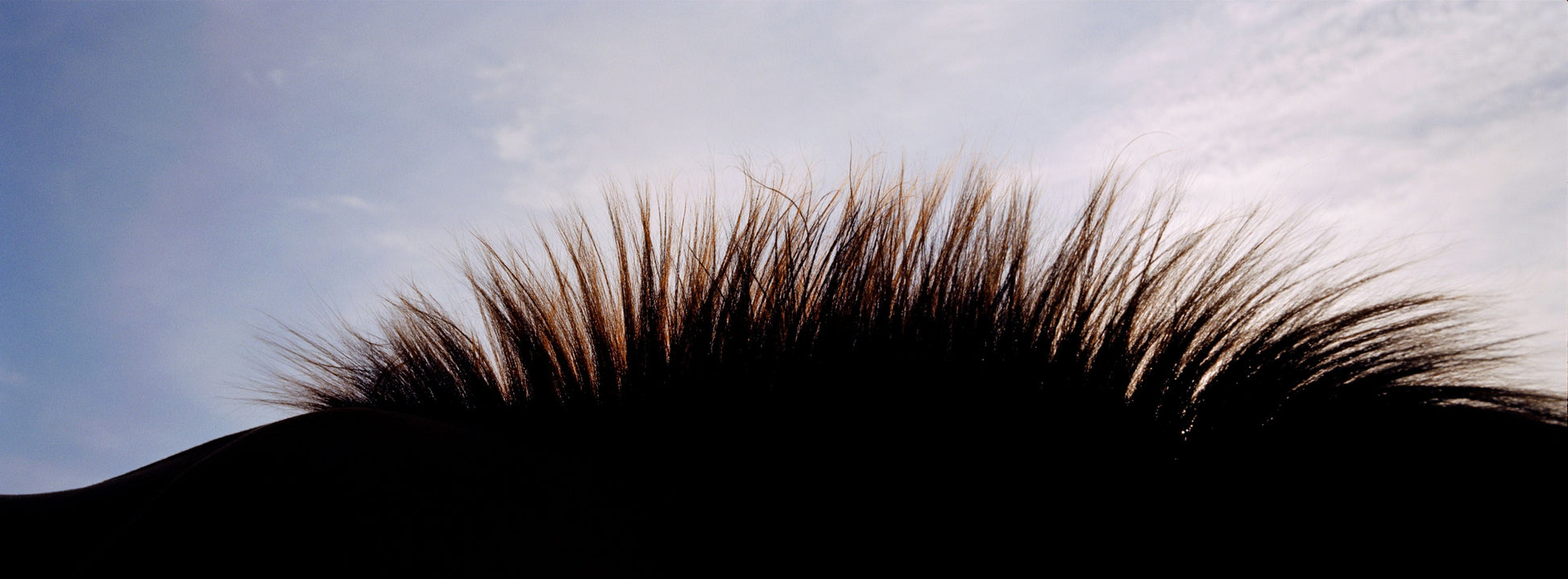 MMX Gallery Horse Landscape I, Noverre, Australia Photograph