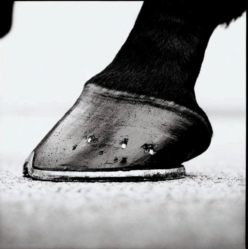 MMX Gallery Cape Cross, 'Hoof' Photograph