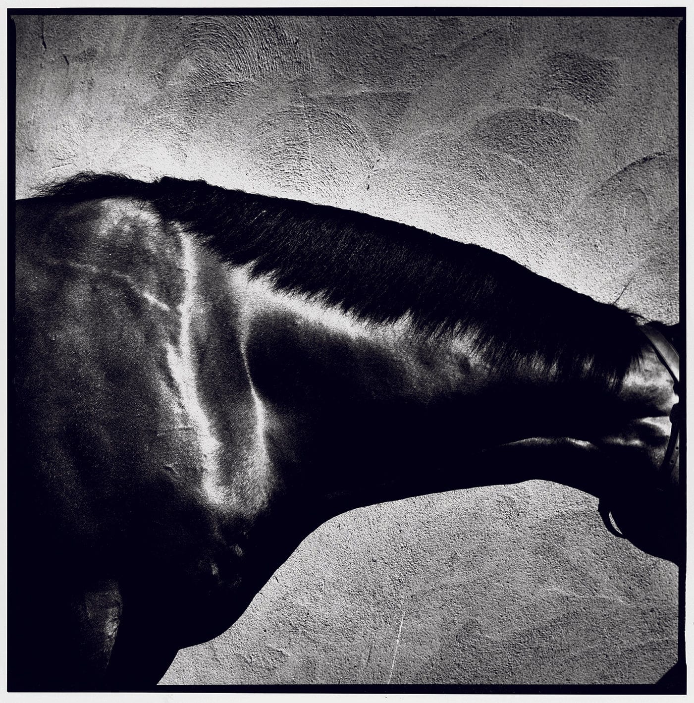 MMX Gallery Kings Best, 'Neck' Photograph