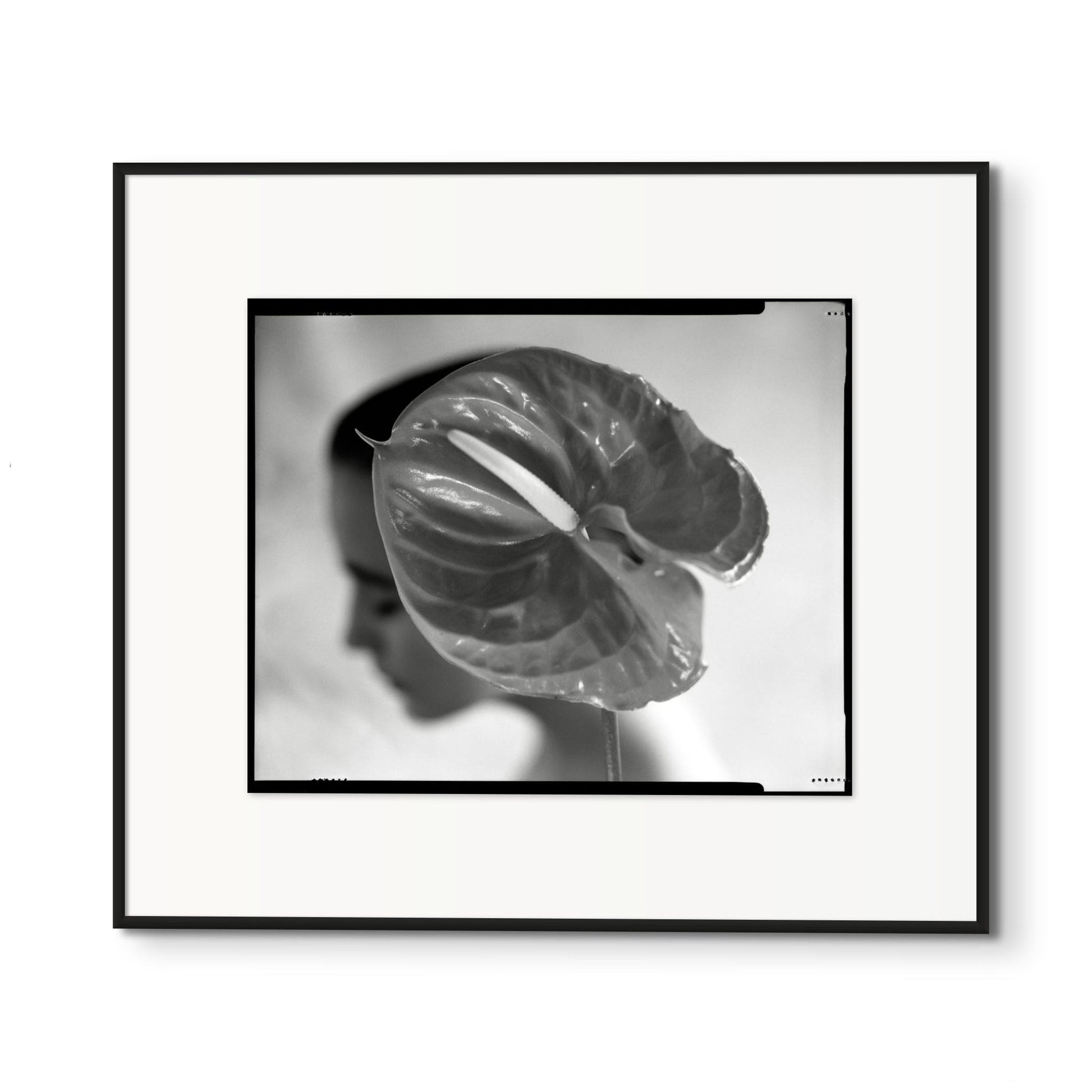 Lightworks Anthurium Hat Photograph