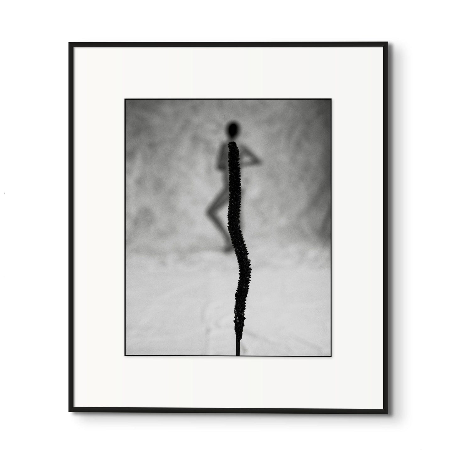 Lightworks Australian Wildflower Photograph