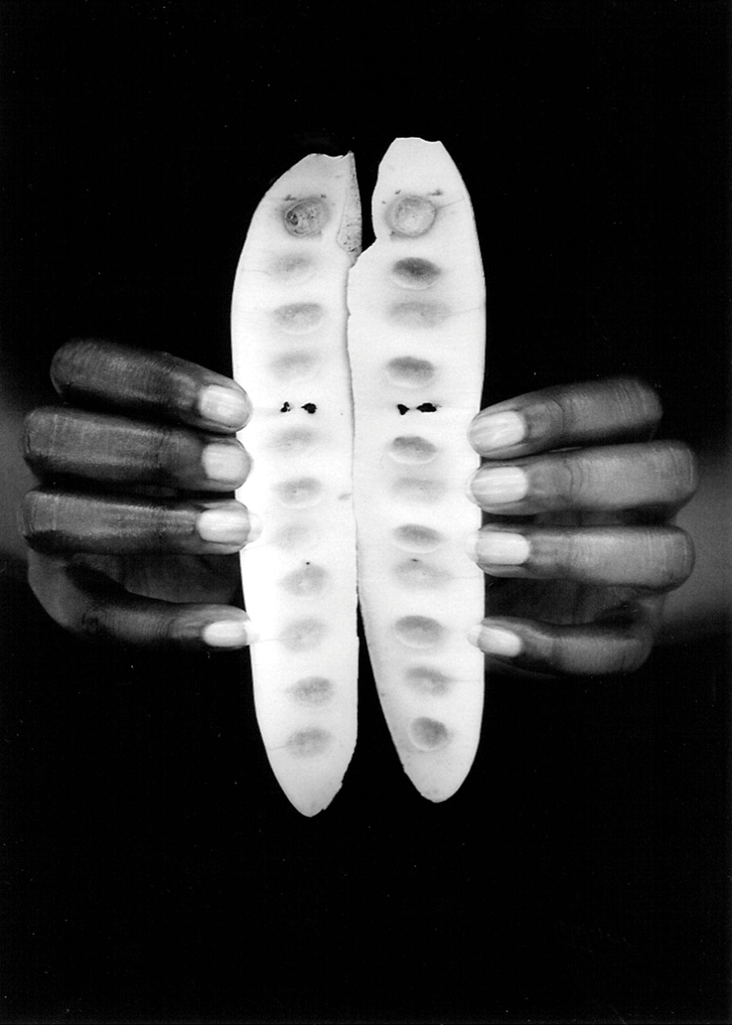 Doyle Wham Strange Fruit 1 Photograph