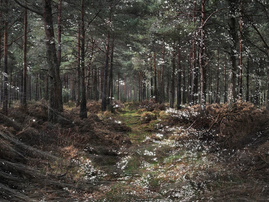 Crane Kalman Brighton Seascapes 1 Photograph