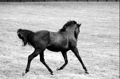 MMX Gallery Singspiel, 'Running Horse' Photograph
