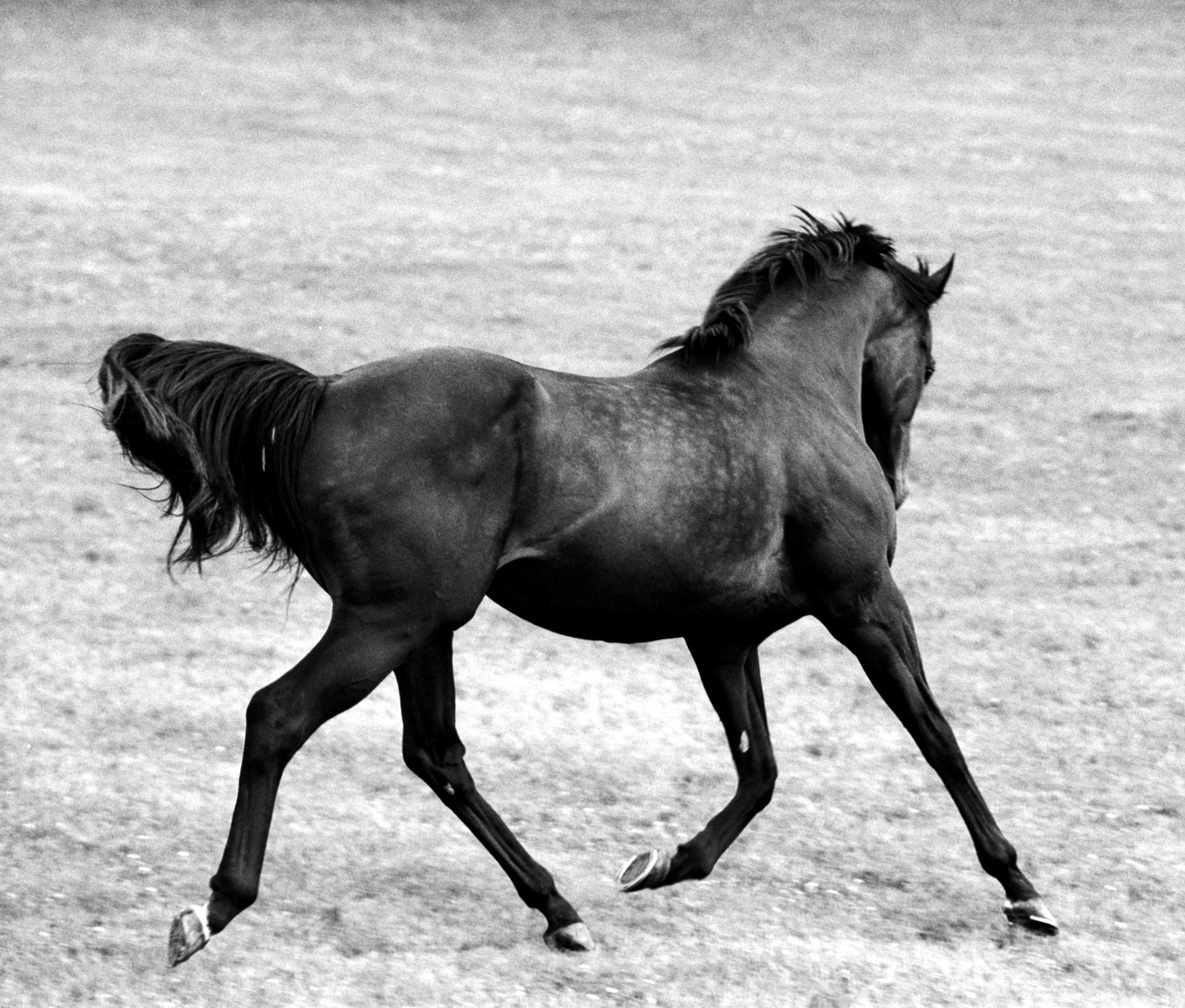 MMX Gallery Singspiel, 'Running Horse' Photograph