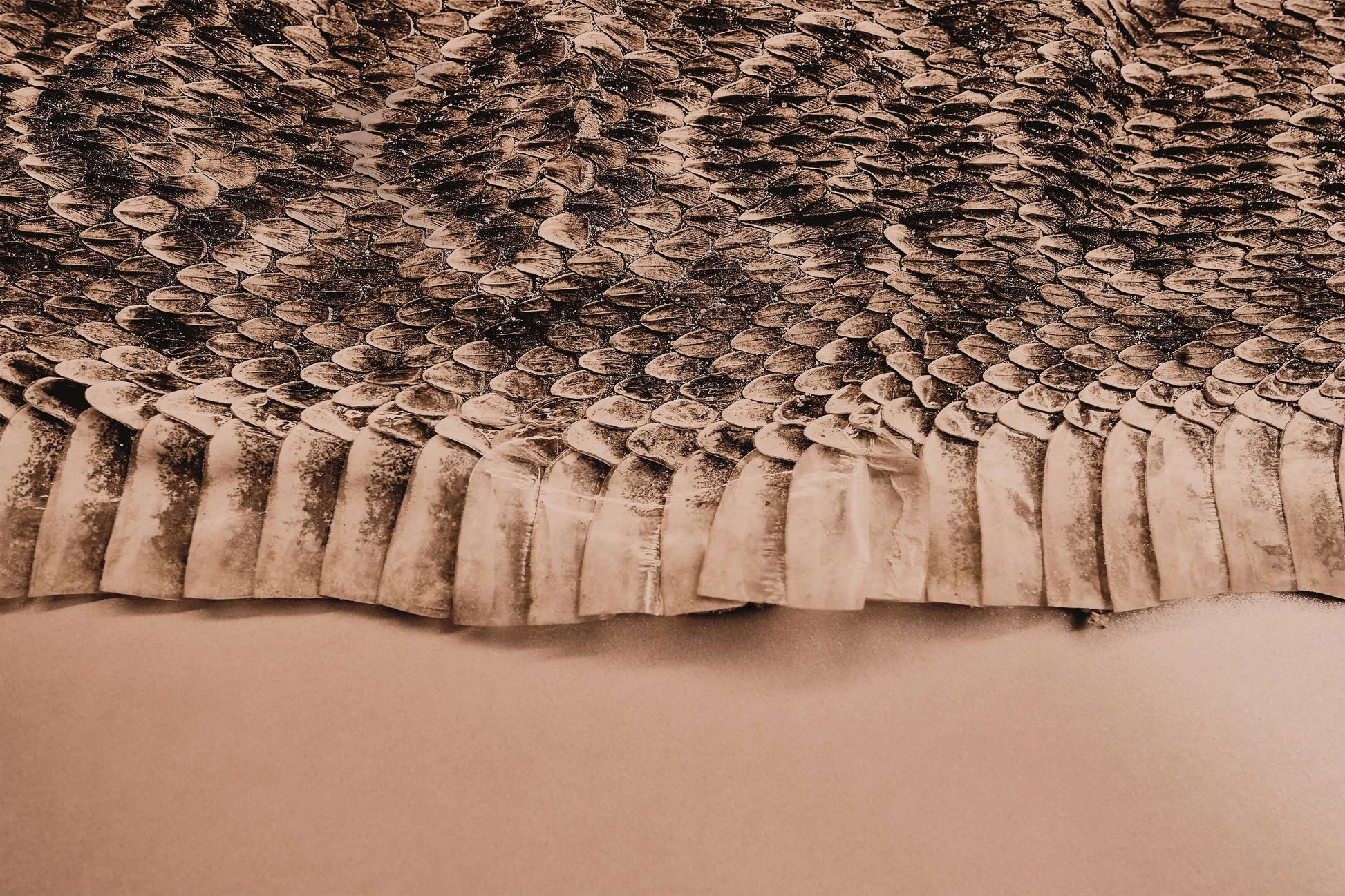 Editorial RM The Serpent’s Trail Photobook