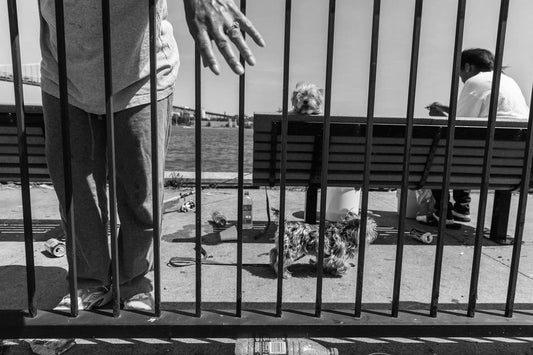 The MF Gallery Watch Dog, Detroit, Michigan, 2014 Photograph