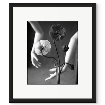 Lightworks Iceland Poppy Photograph